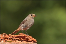 <p>REHEK DOMÁCÍ (Phoenicurus ochruros) /Black redstart - Hausrotschwanz/</p>